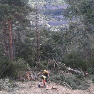 Trabajo de talas y podas en altura