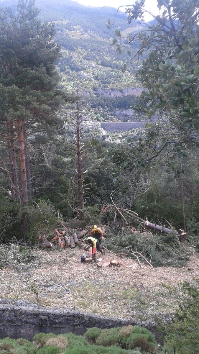 Trabajo de talas y podas en altura